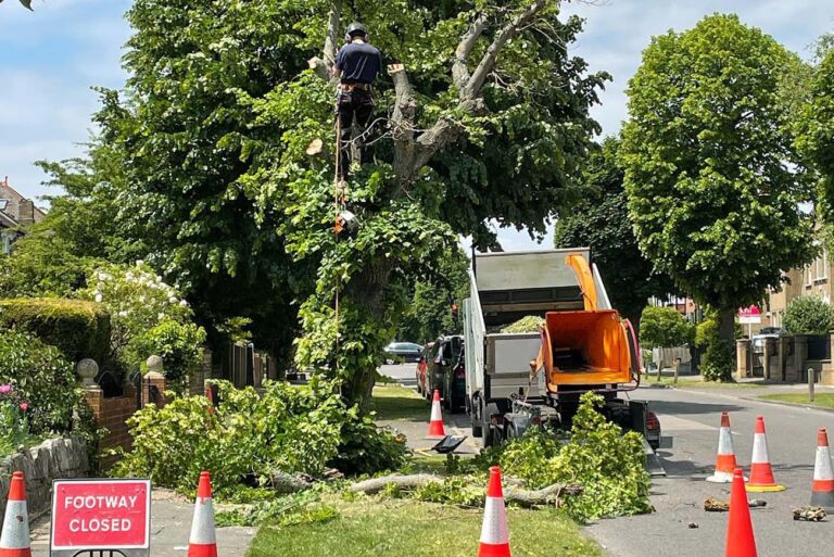 Street Tree Management