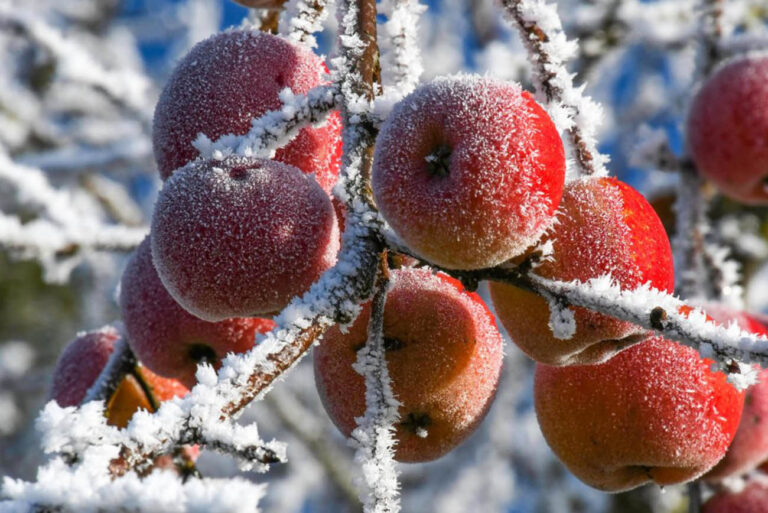 Protecting Fruit Trees From The Freeze