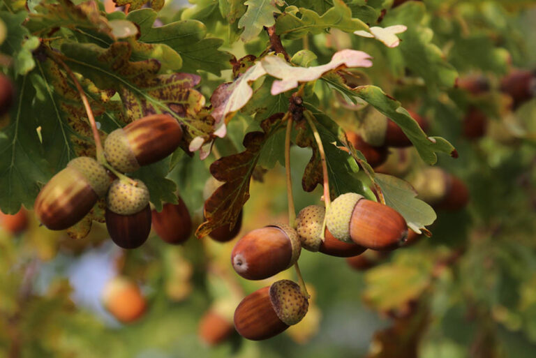 Oak Tree Care: Complete Growing Guide