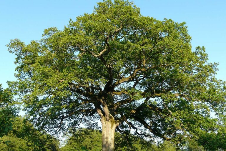Caring for Your Oak Tree