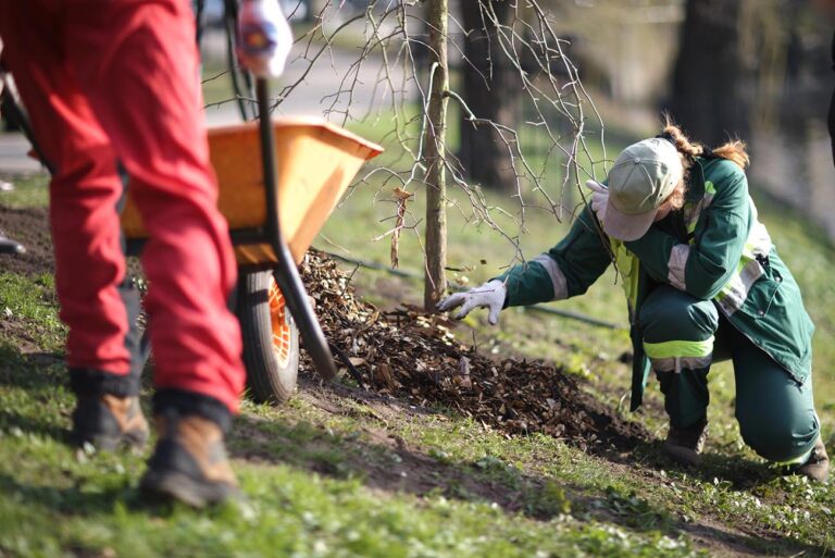Caring for your newly planted tree